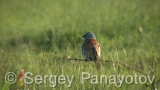 Video of European Roller - European Roller hunting insects in field near to Shabla lake in nest period